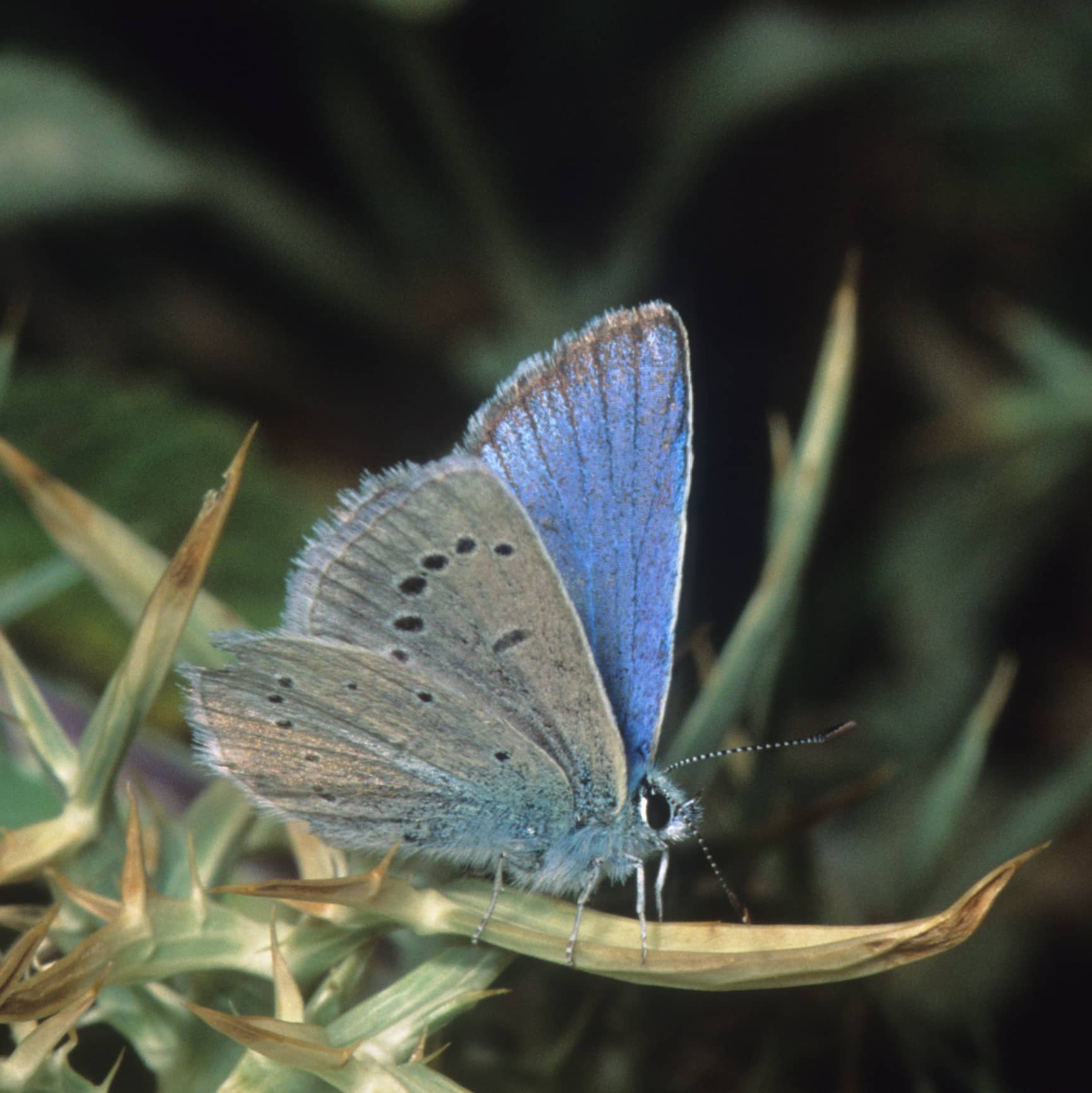 1230010_Polyommatus_iphigenia_Male