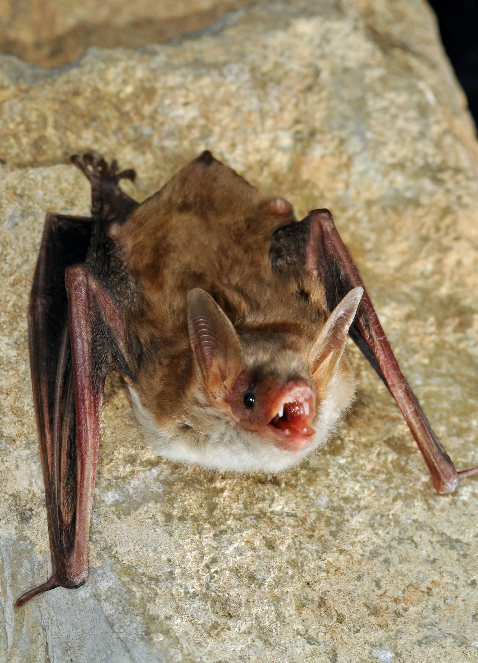 8. Myotis blythii oxygnathus-CDietz c