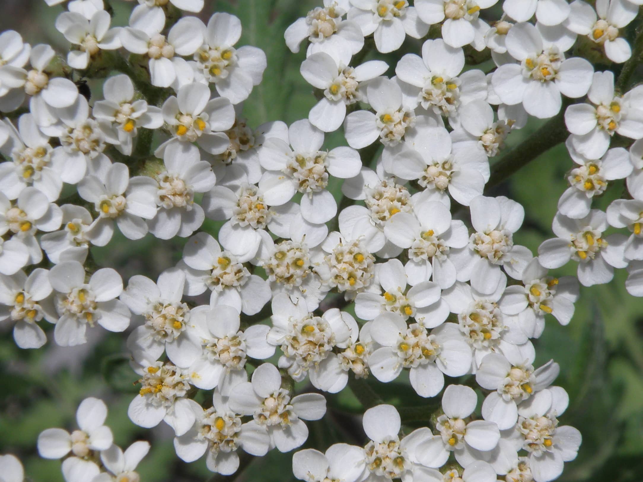Achillea grandiflora subsp. hellenica