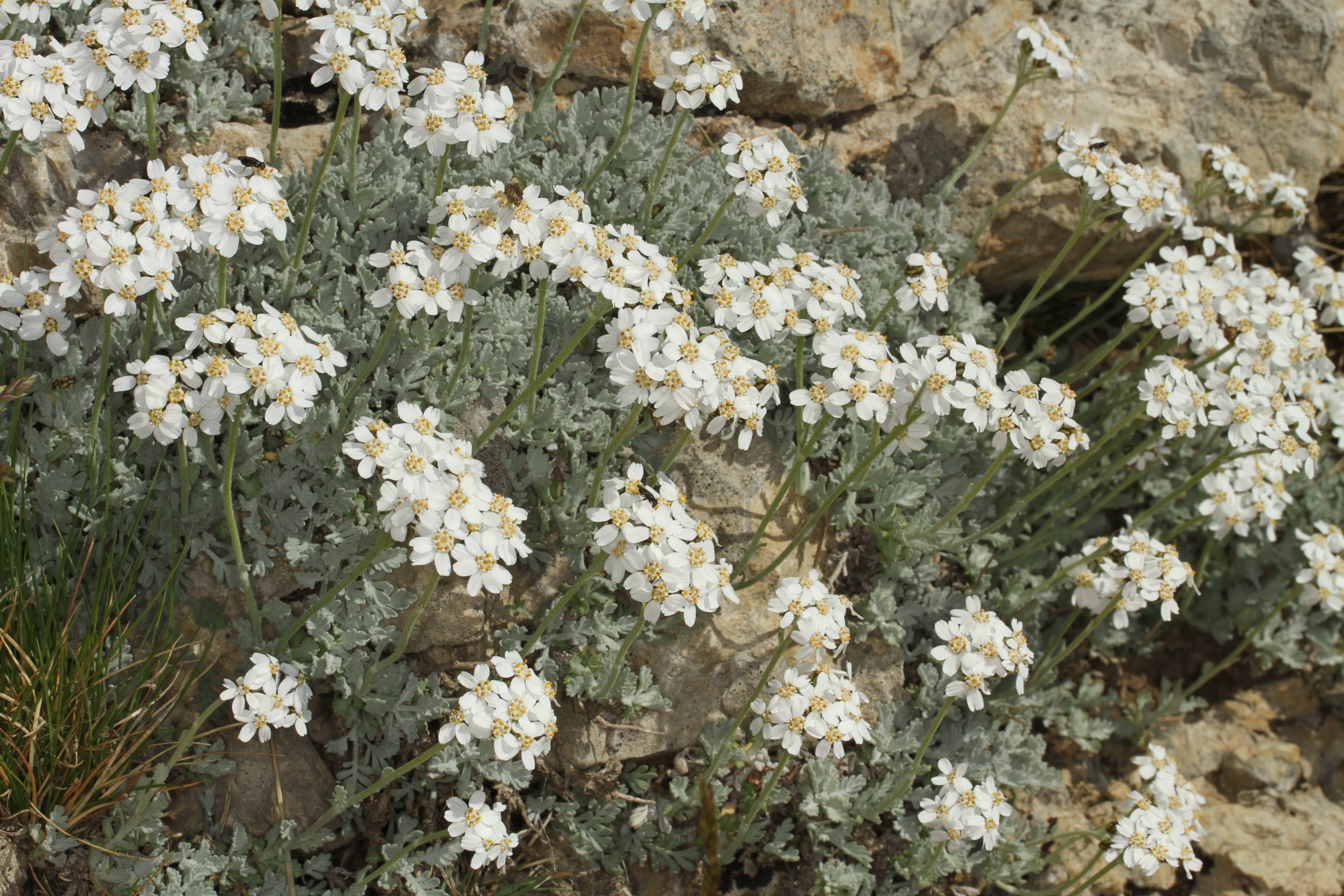 Achillea umbellata