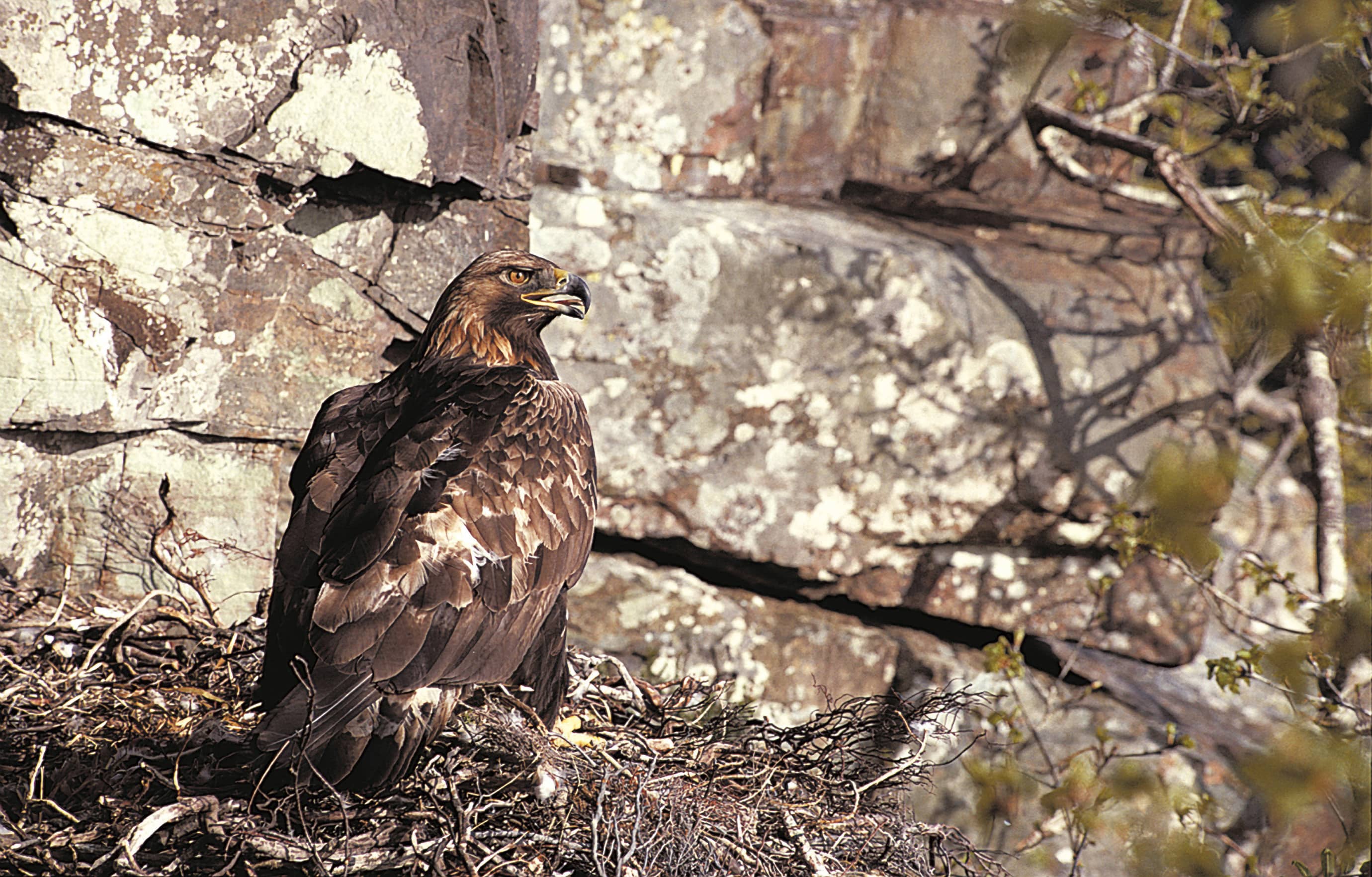 Aquila chrysaetus_rspb-images.com_Chris Gomersall