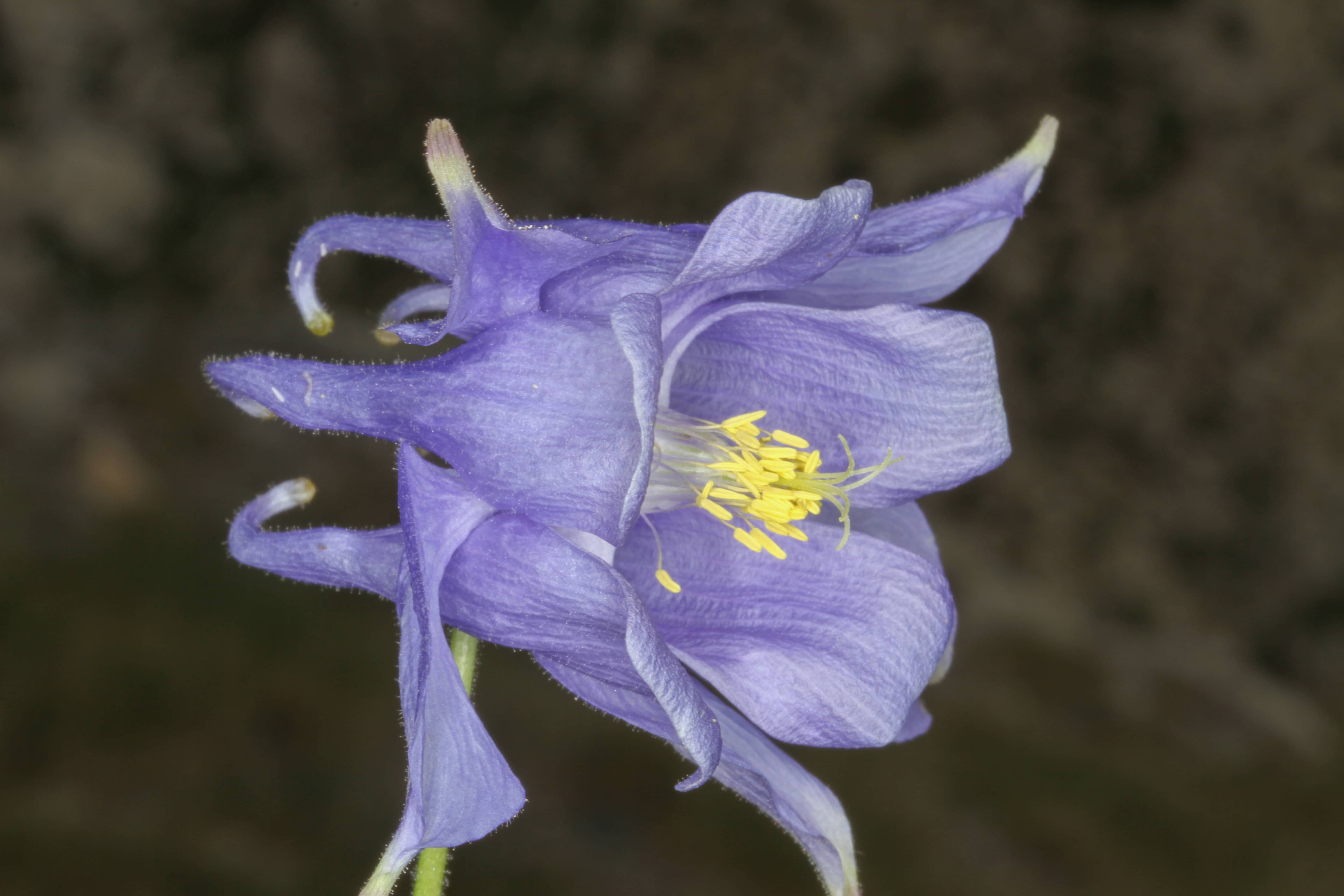 Aquilegia ottonis Orph. ex Boiss. subsp. ottonis_st