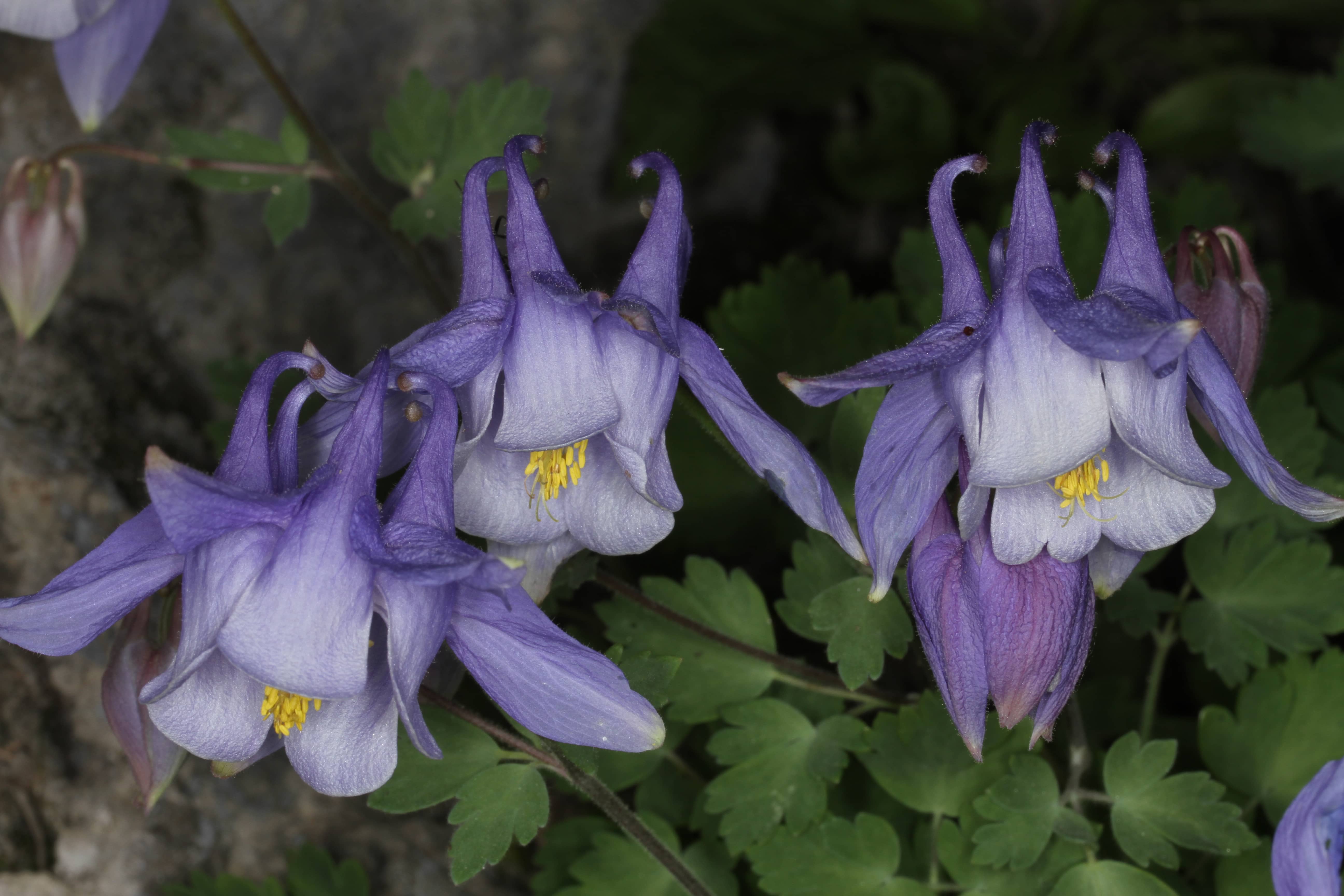 Aquilegia ottonis subsp