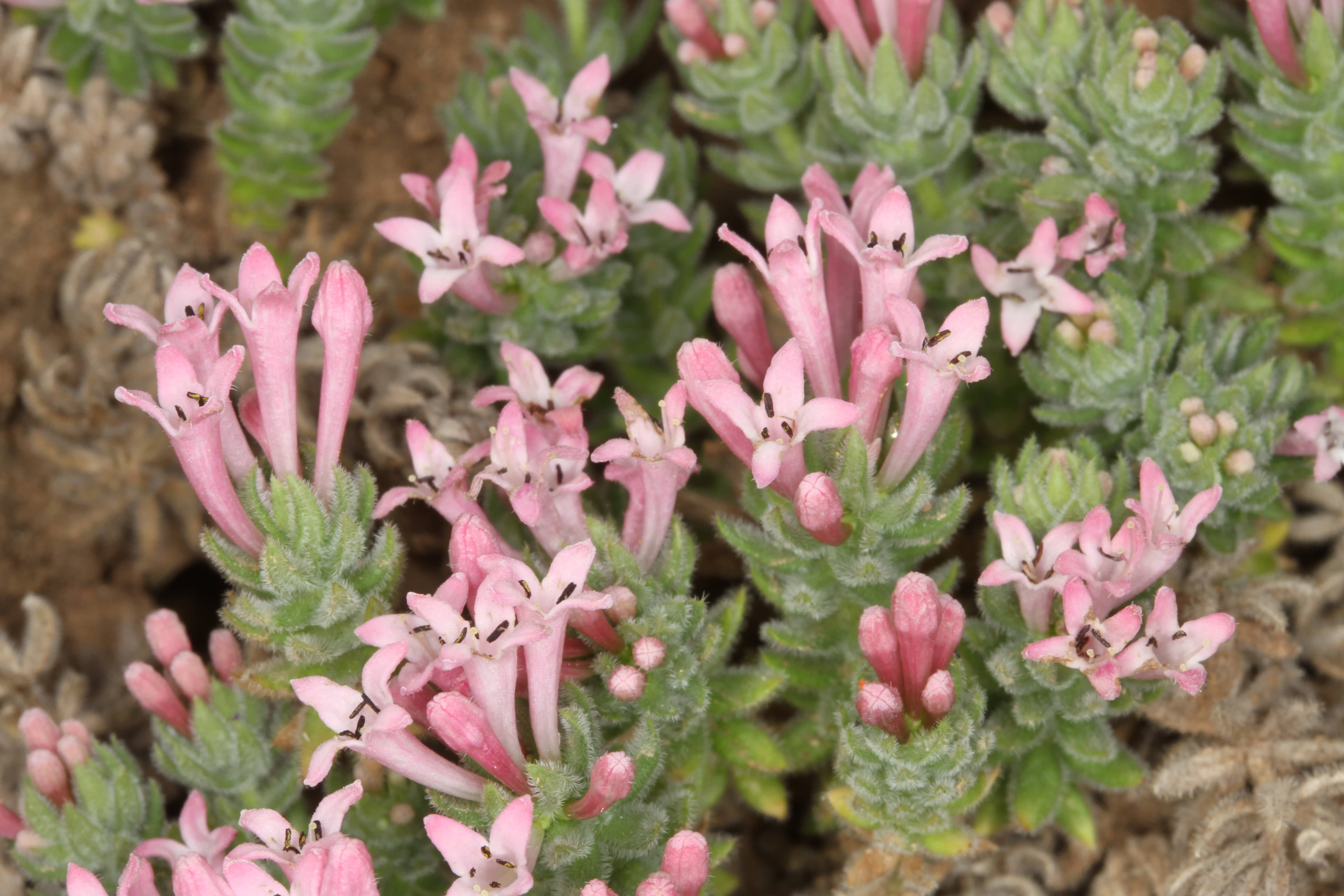 Asperula arcadiensis Παναγιωτης Τρίγκας