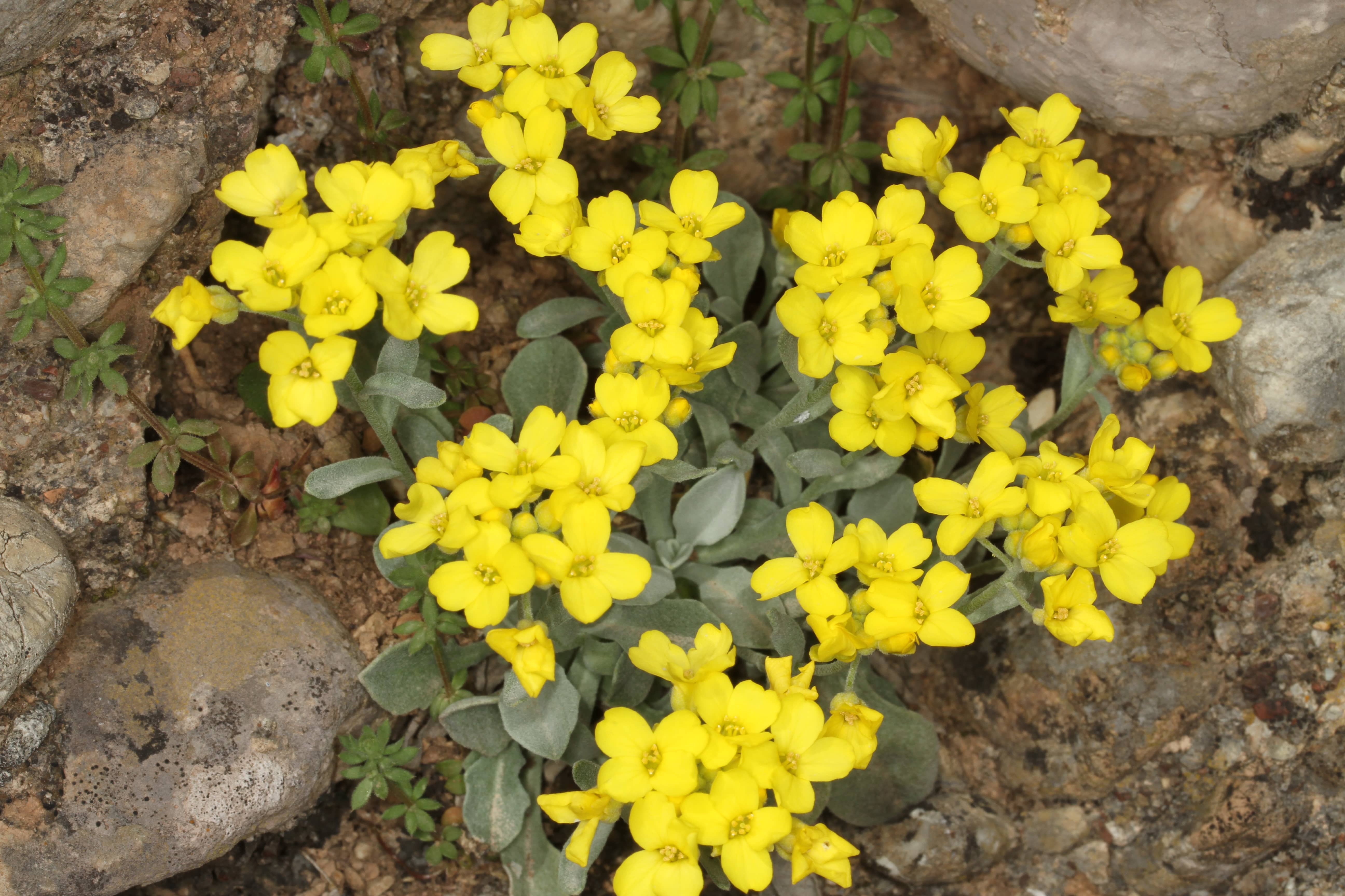 Aurinia moreana(1)