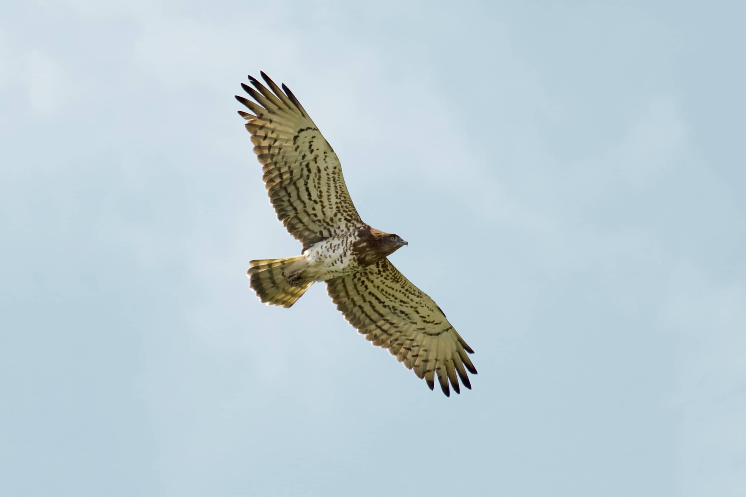 Circaetus gallicus_FIDAETOS