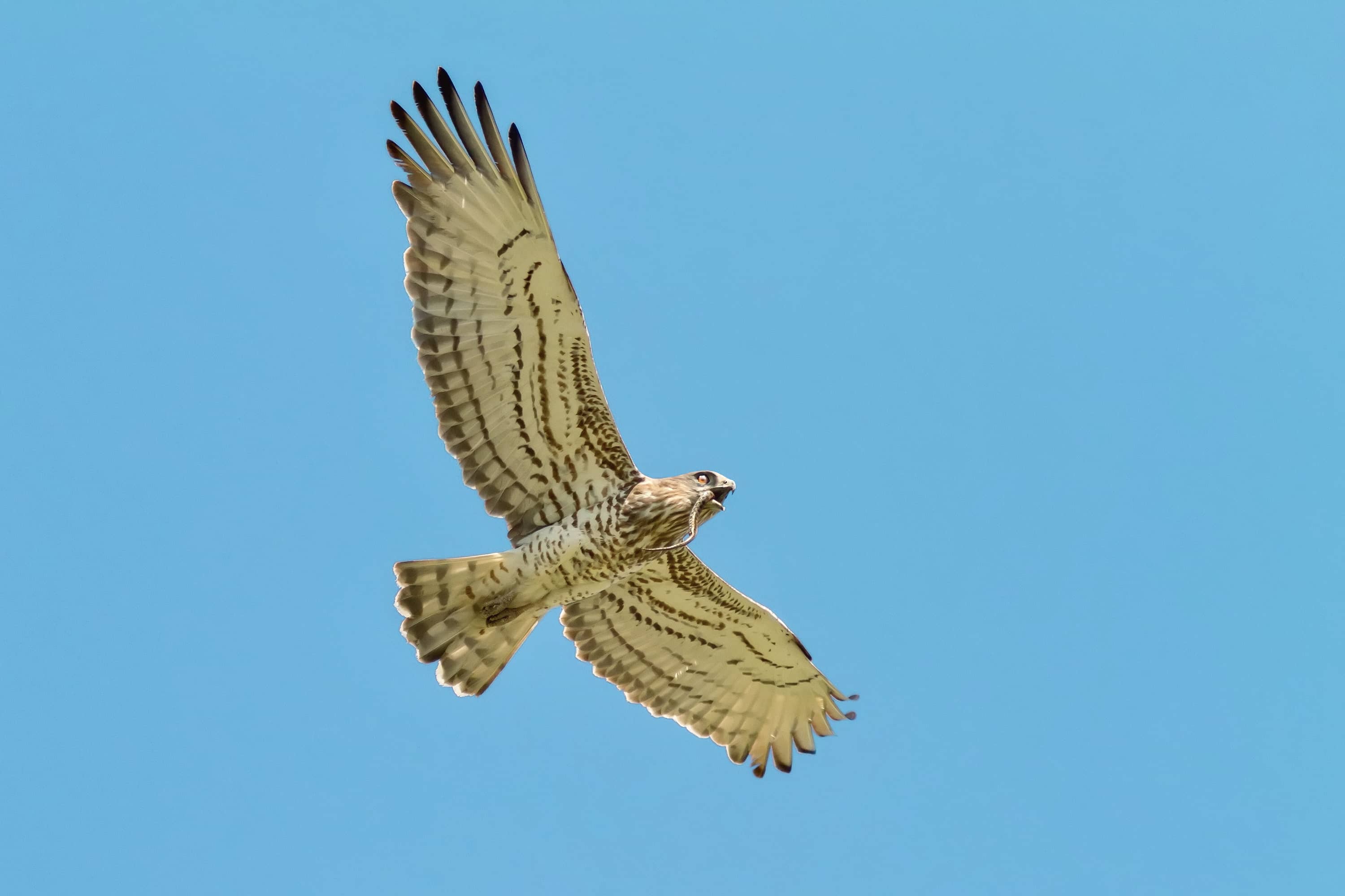 Circaetus_gallicus_ΓιώργοςΑλεξανδρής_ΟΡΝΙΘΟΛΟΓΙΚΗ c