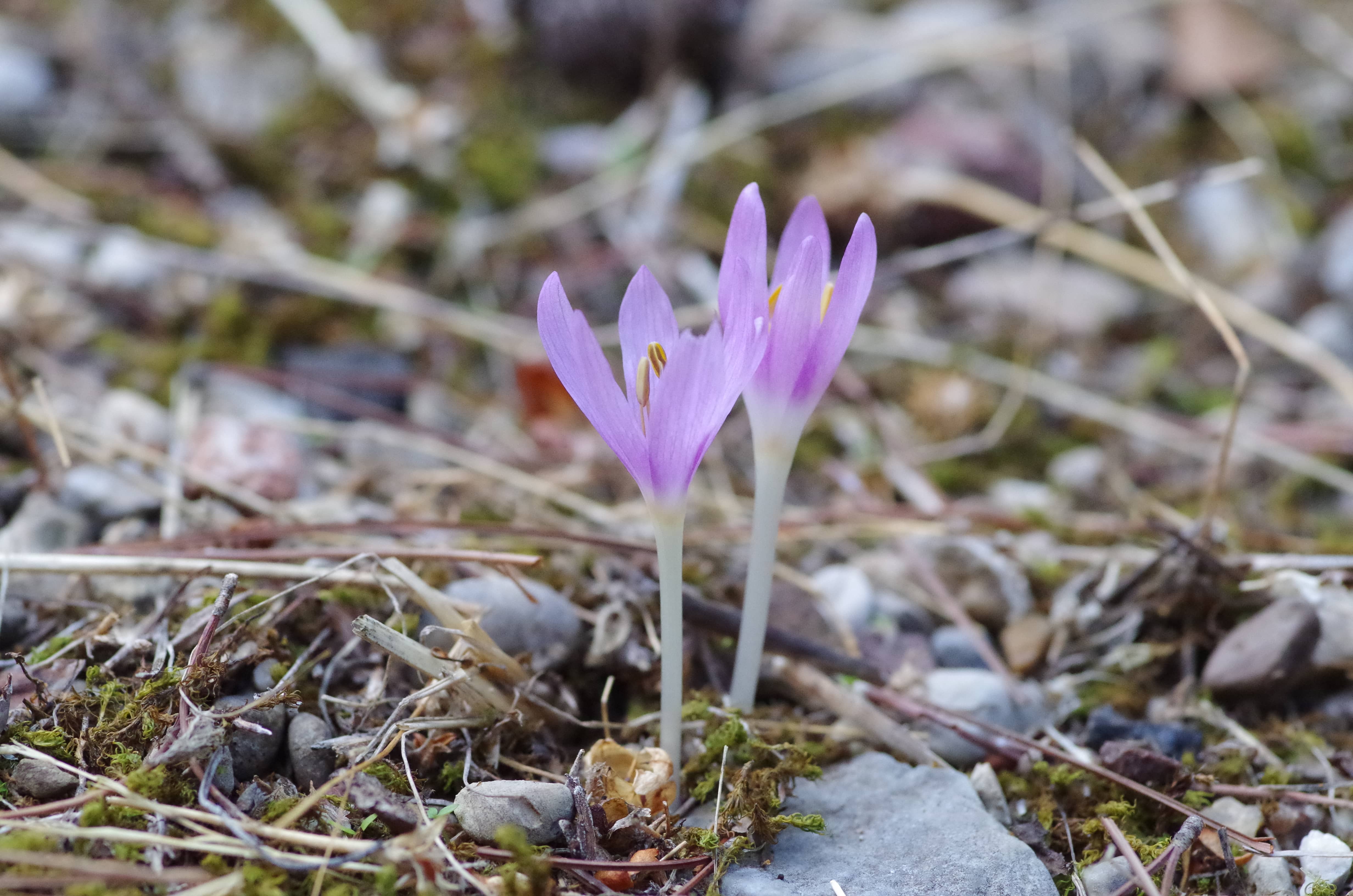 Colchicum peloponnesiacum