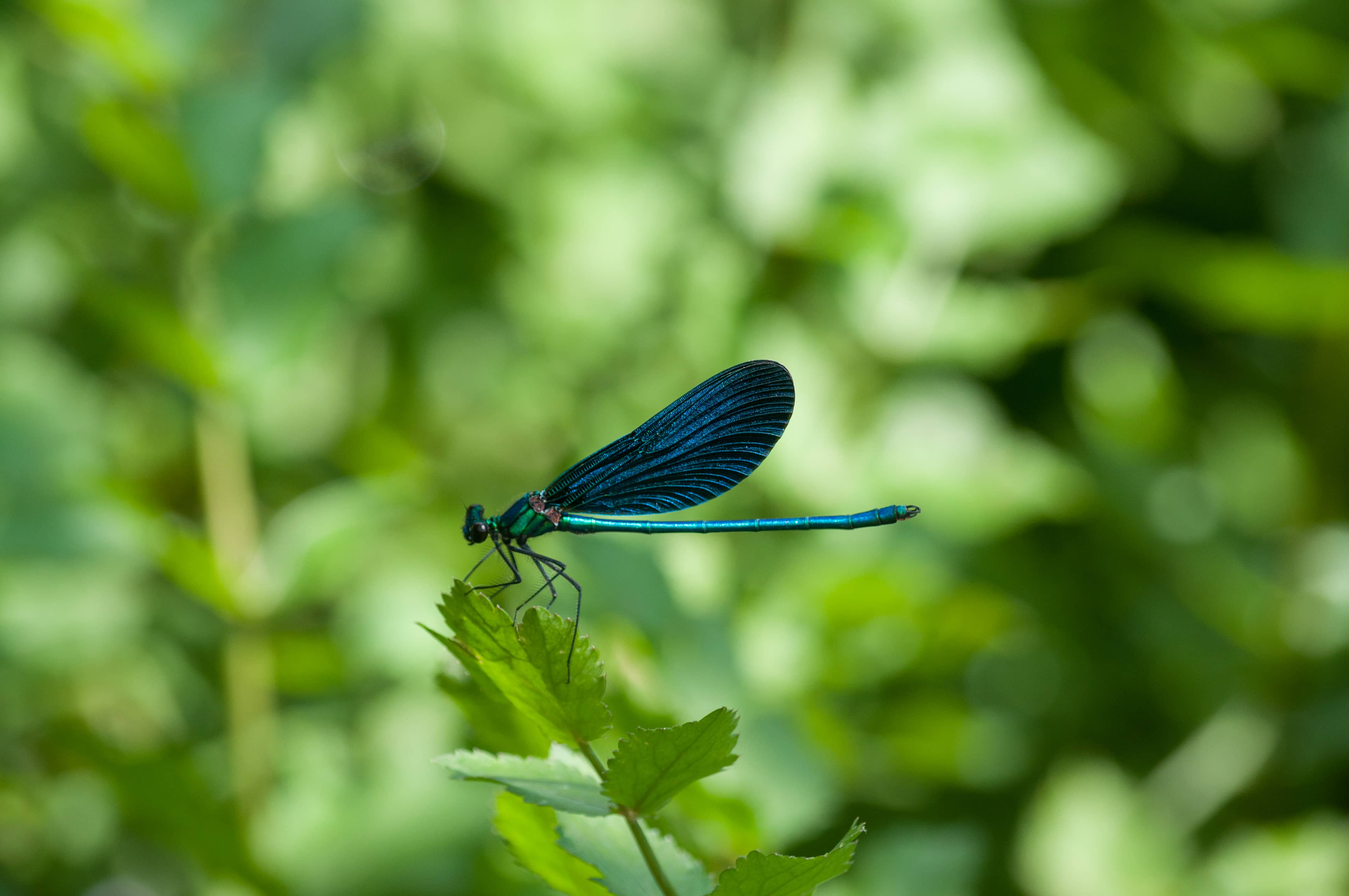 DSC_0088c dragonfly mater gaea
