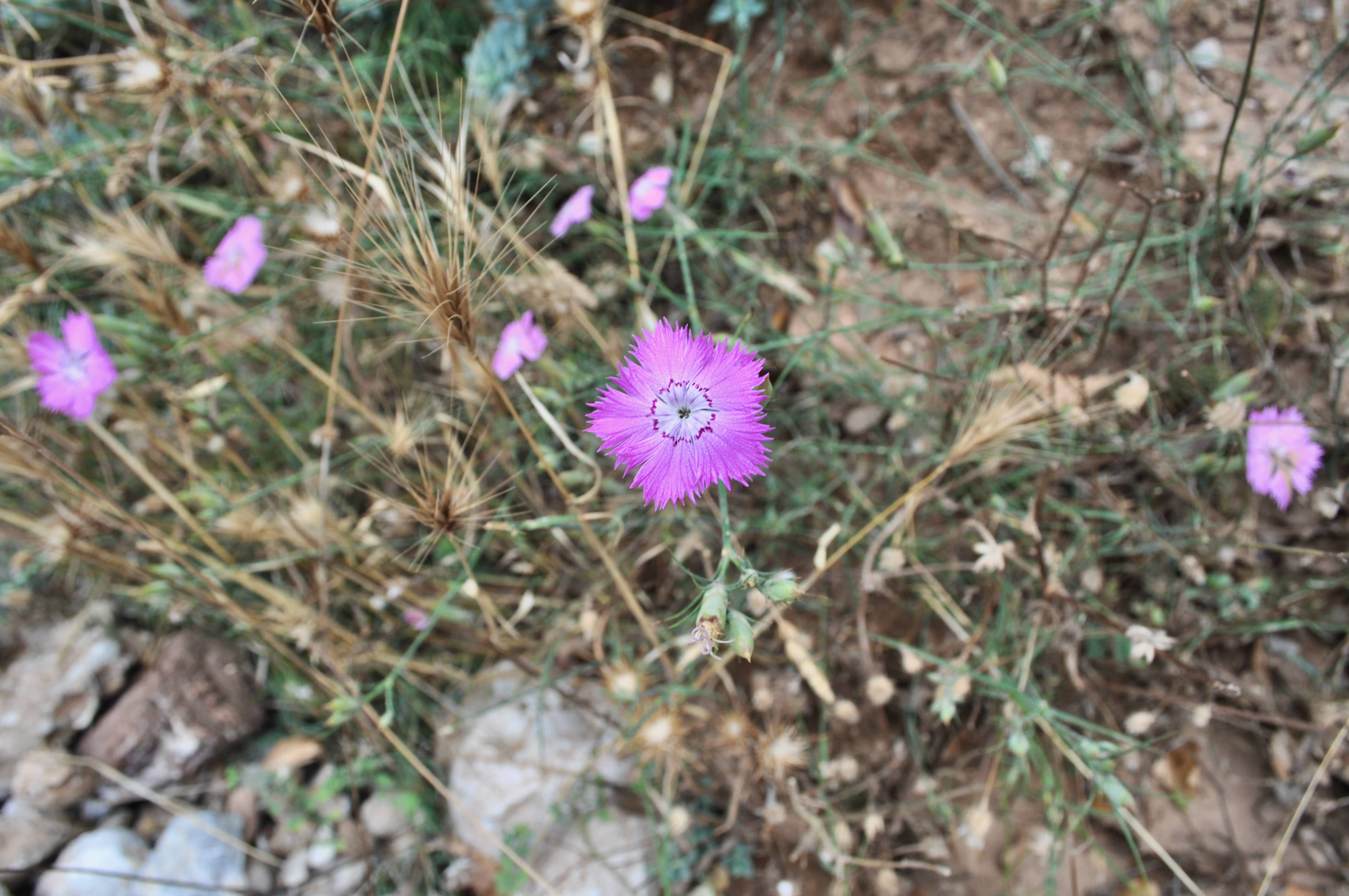 Dianthus mercurii c