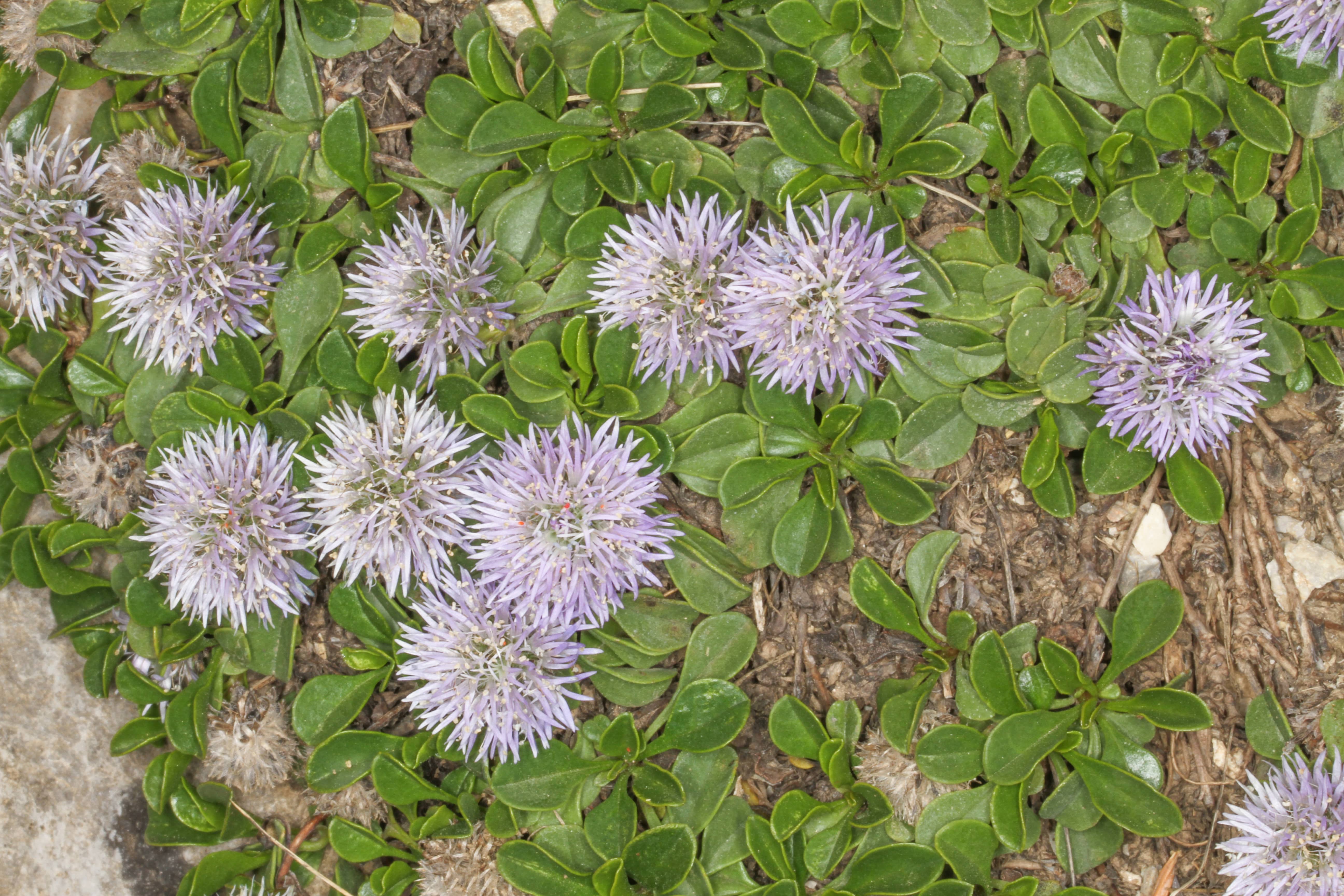 Globularia stygia 3_st