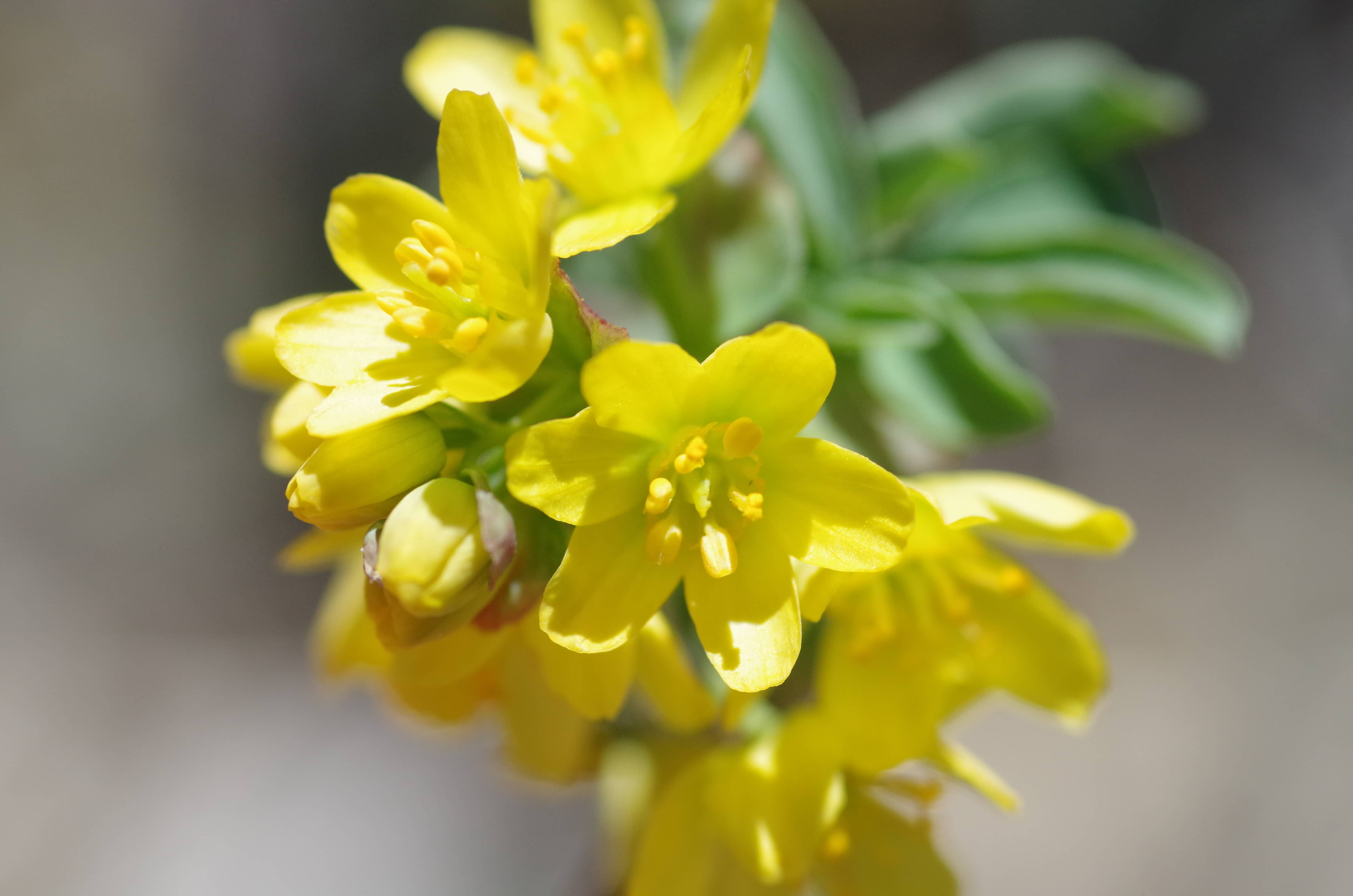 Gymnospermium peloponnesiacum Παναγιωτης Τρίγκας