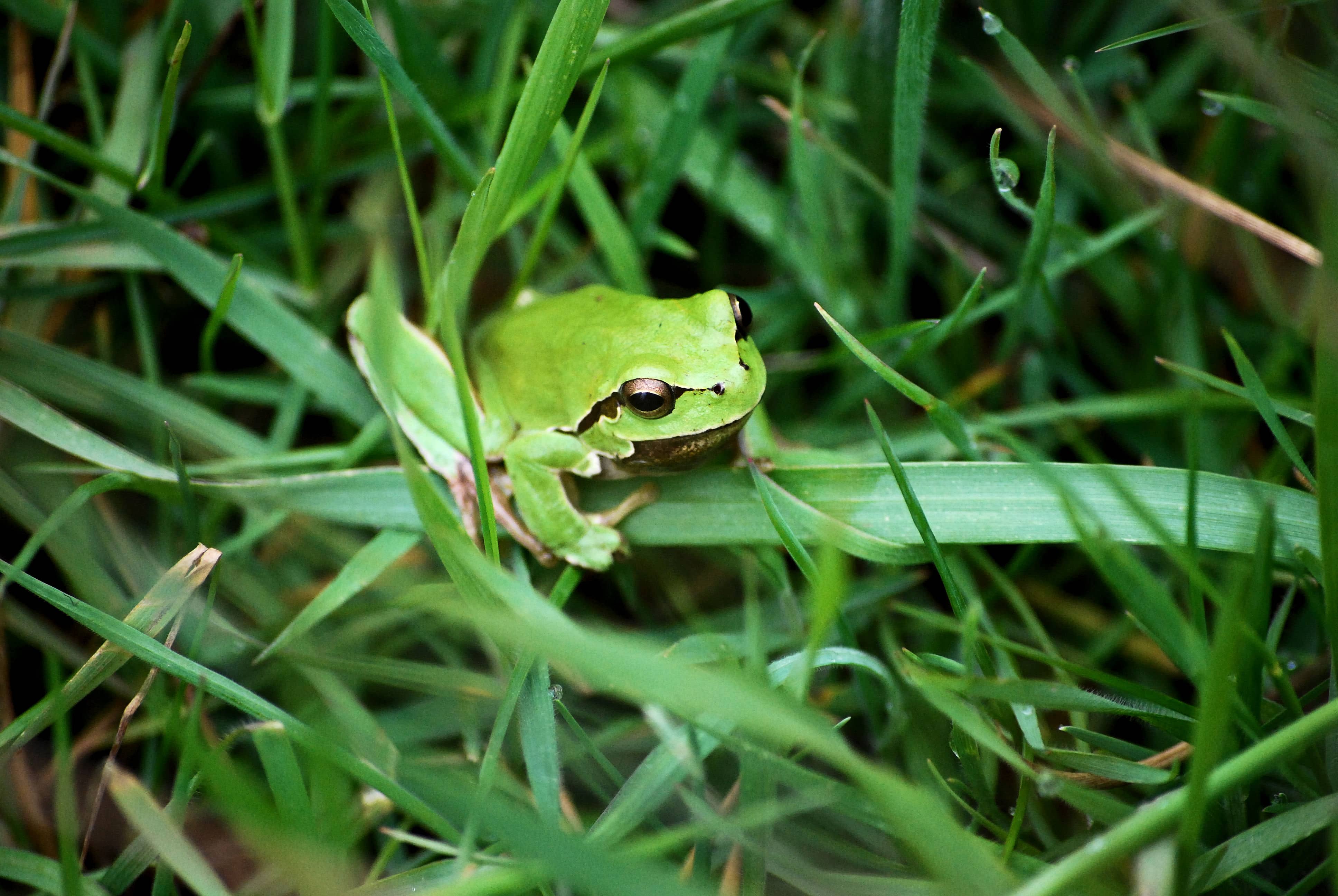 Hyla arborea_photo MB Chelmos Vouraikos__1