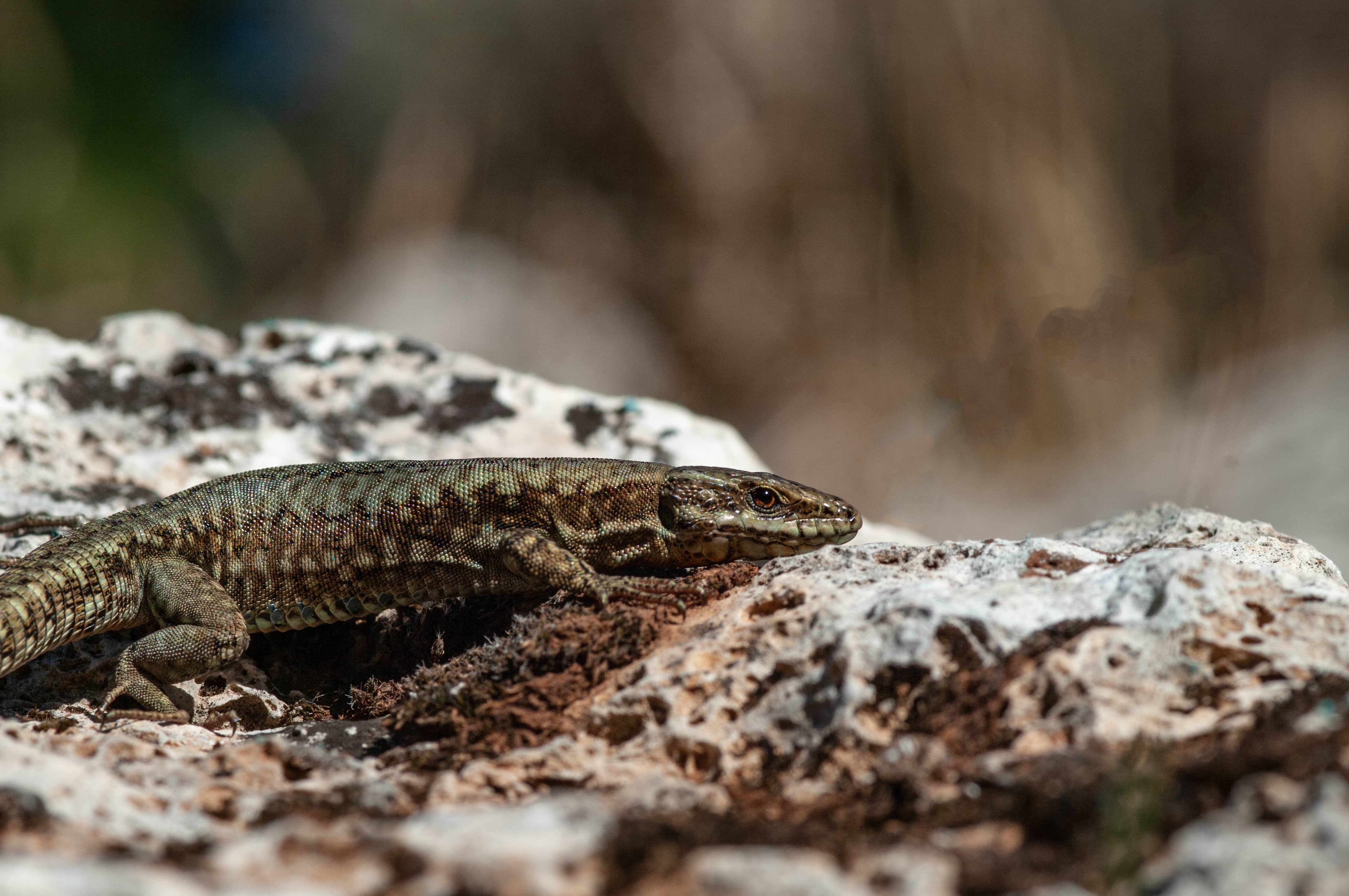 Podarcis muralis