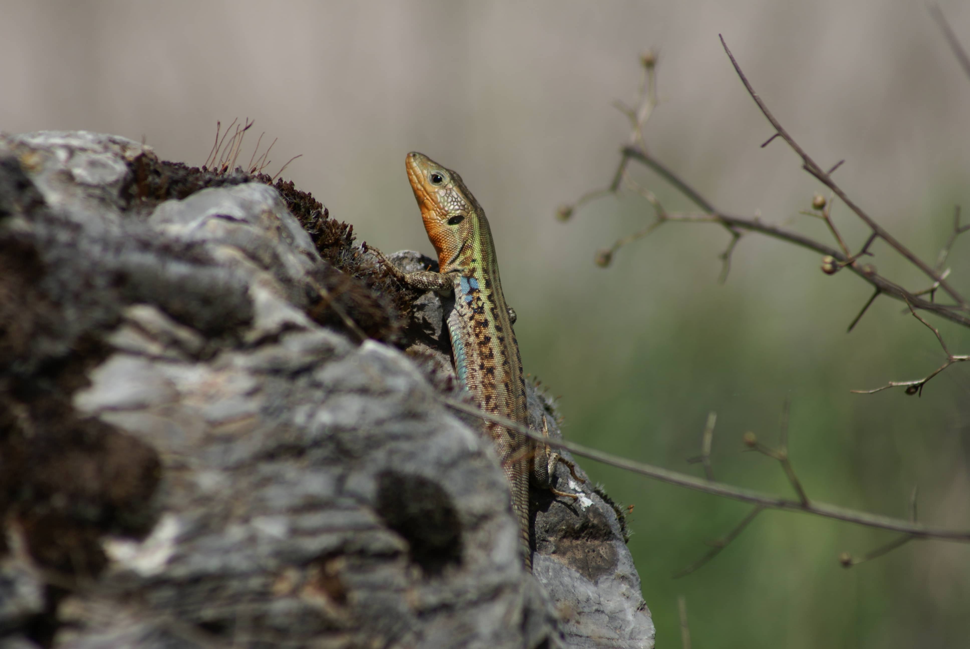 Podarcis peloponnesiaca_Photo S.Sfenthourakis