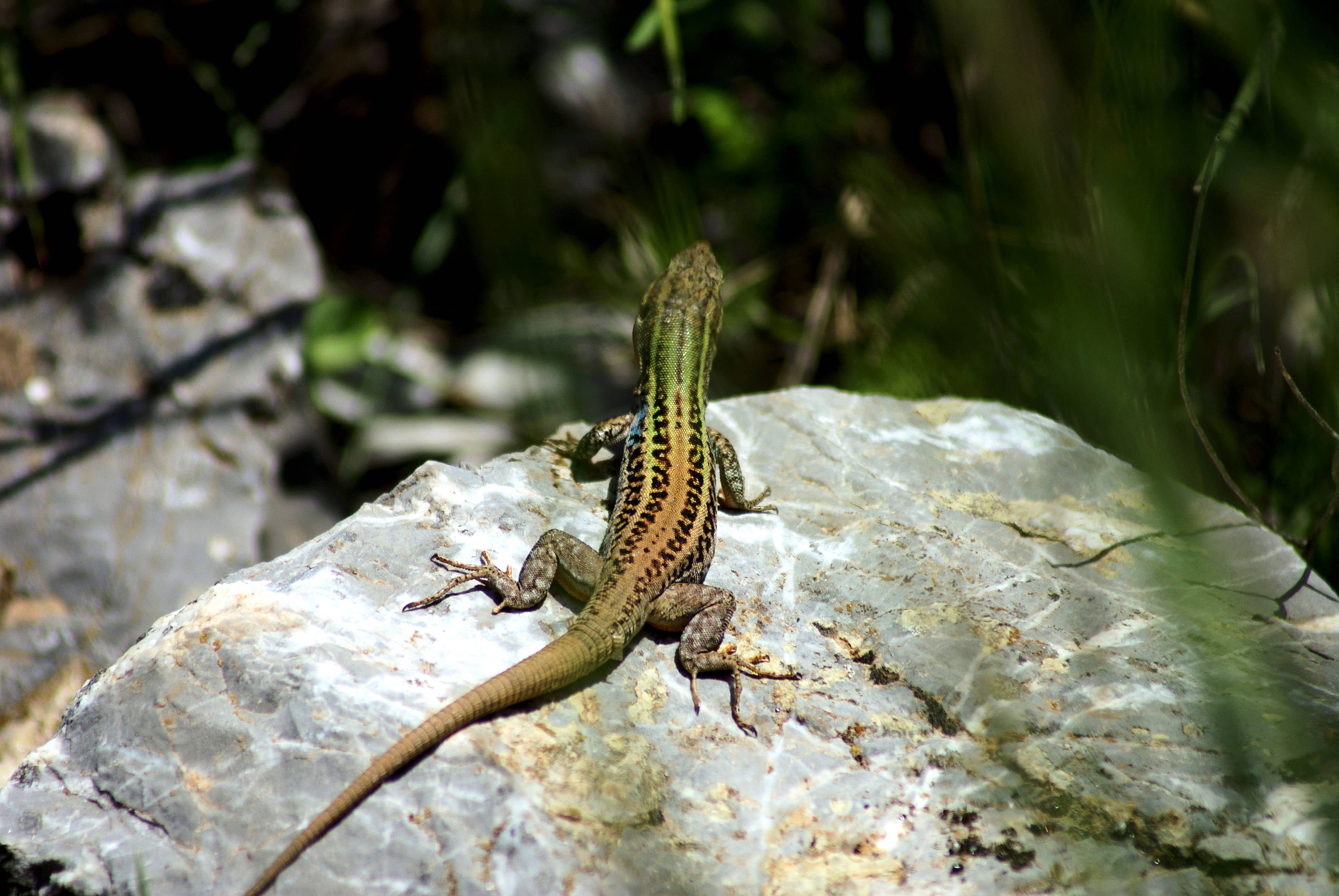 Podarcis peloponnesiaca_Photo S.Sfenthourakis