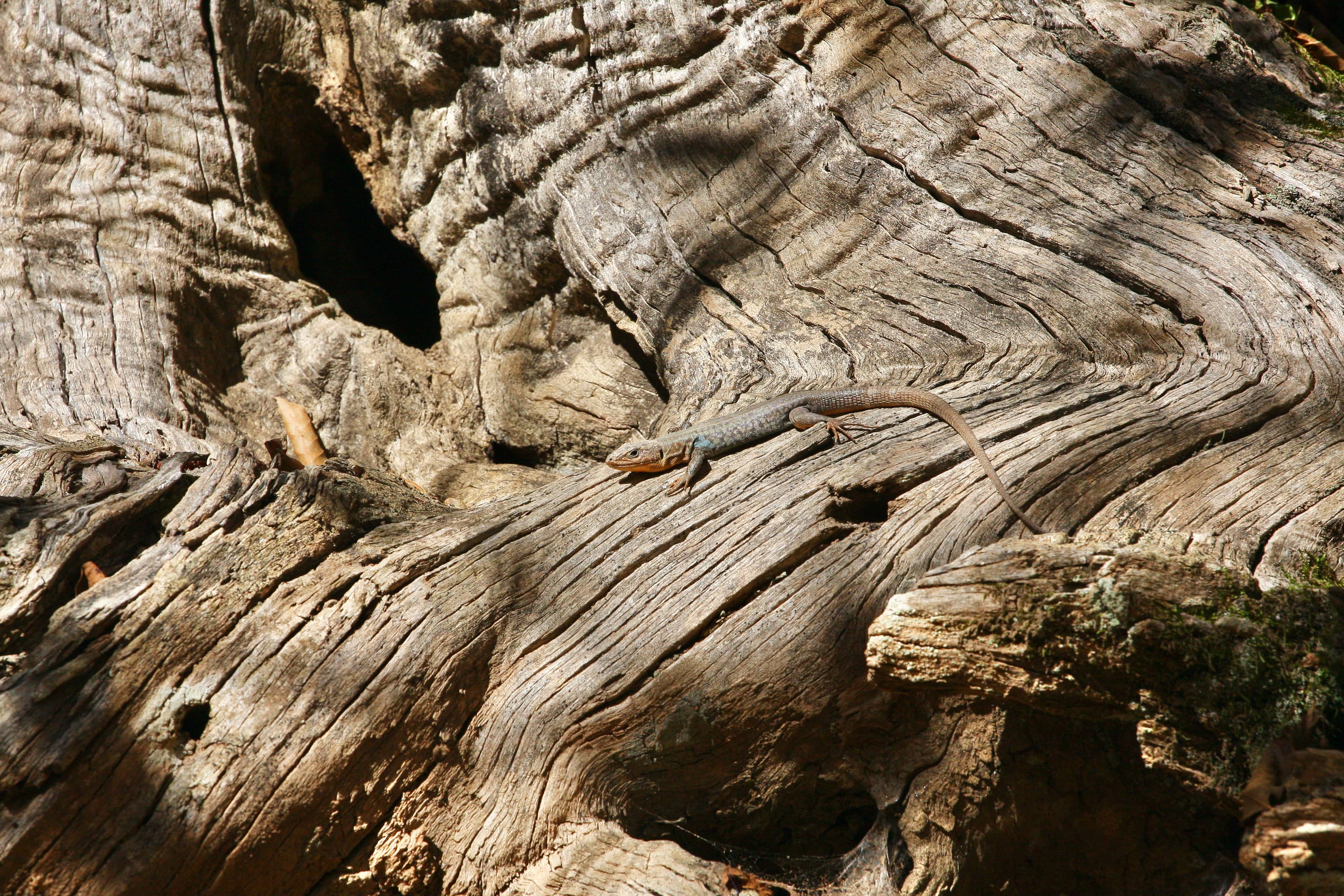 Podarcis peloponnesiacus_10kmE537N173_X65_IMG_8632_K Sotiropoulos