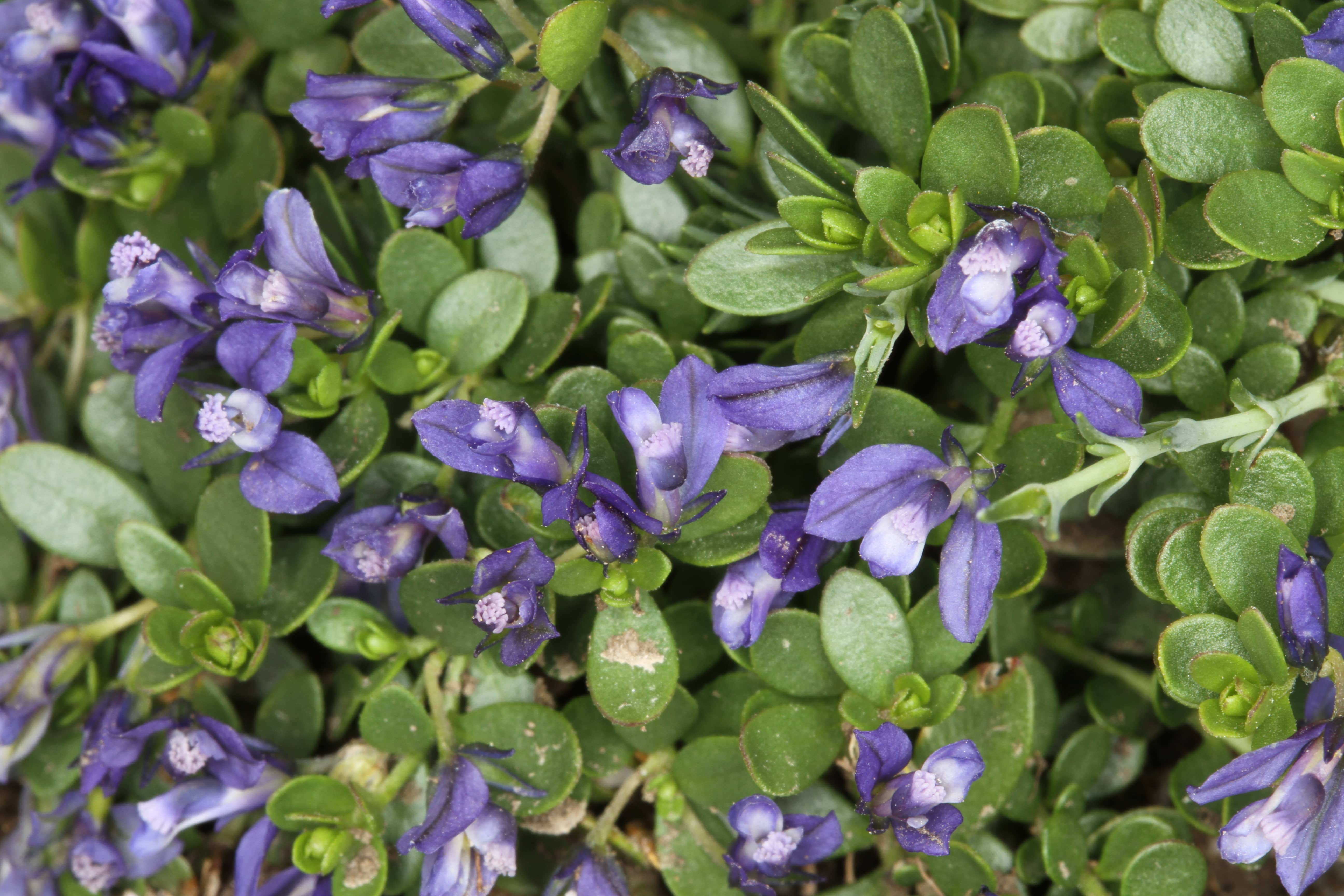 Polygala subuniflora