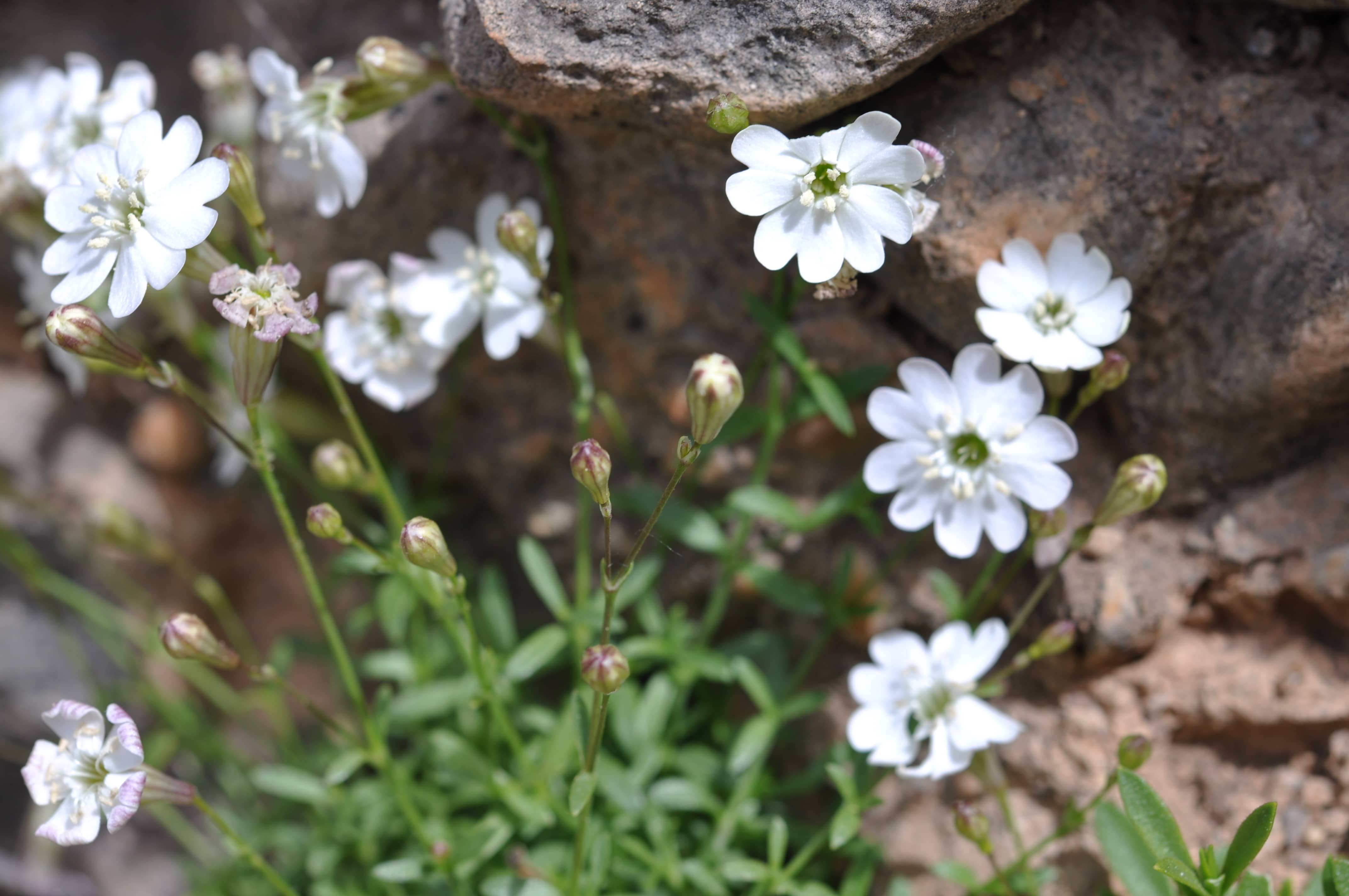 SILENE (1)