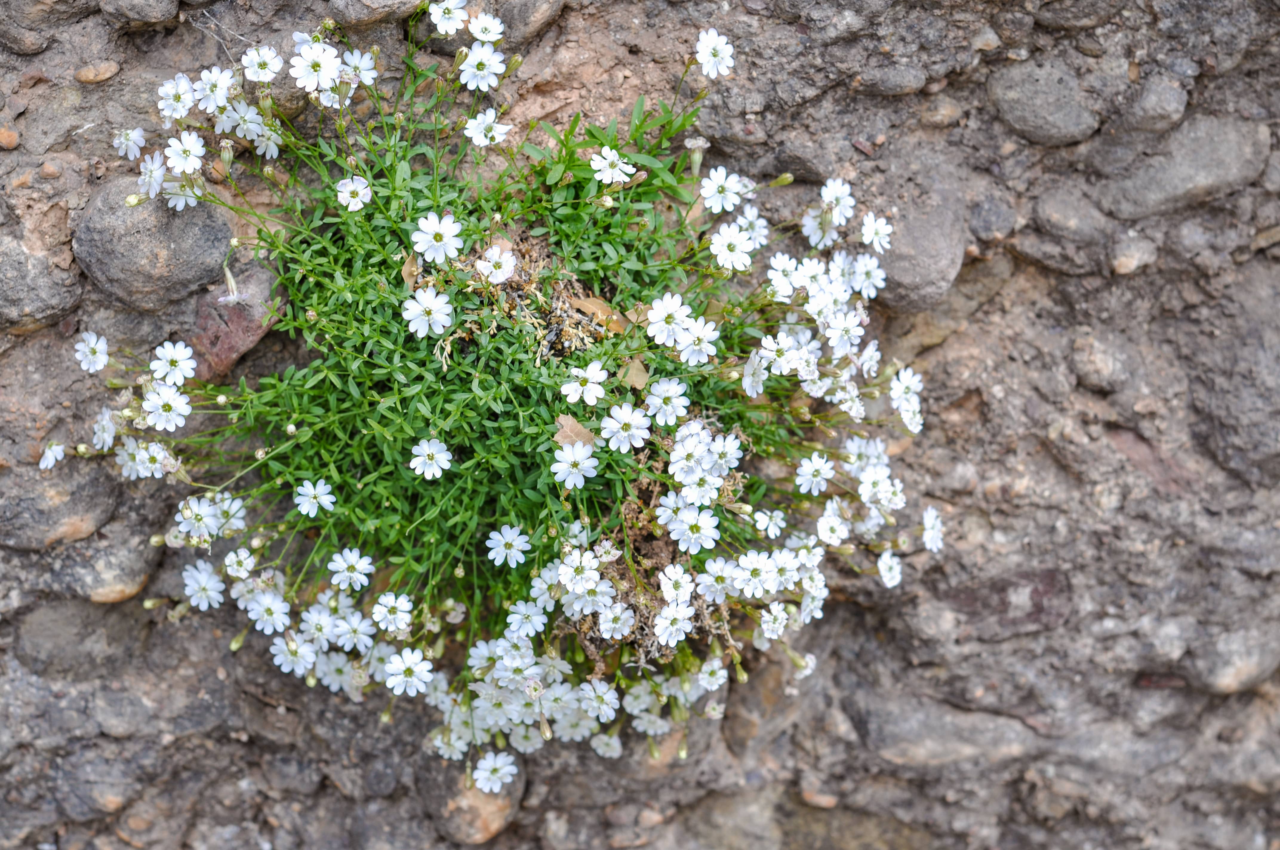 SILENE (6)_st