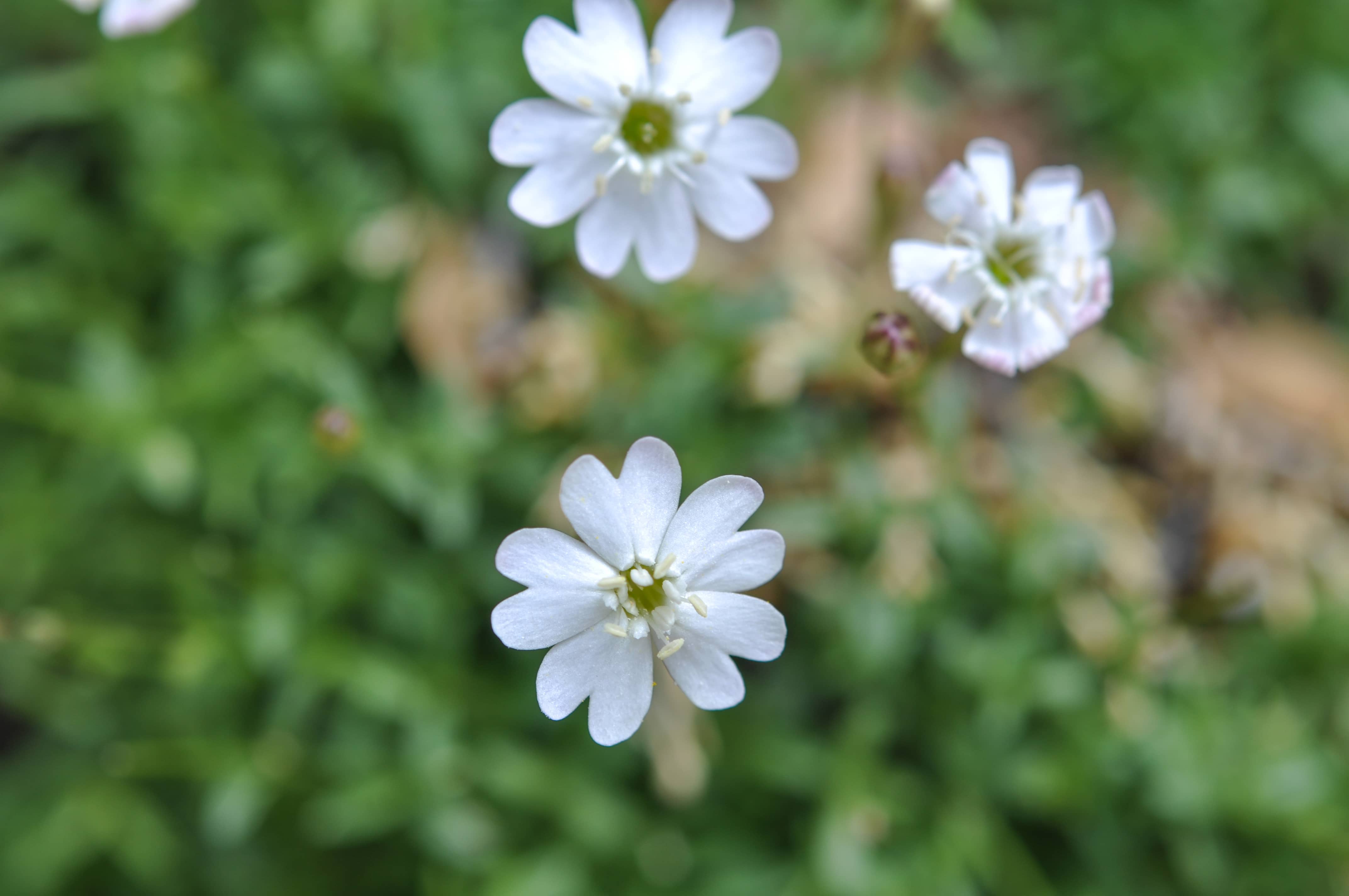 SILENE (8)_st