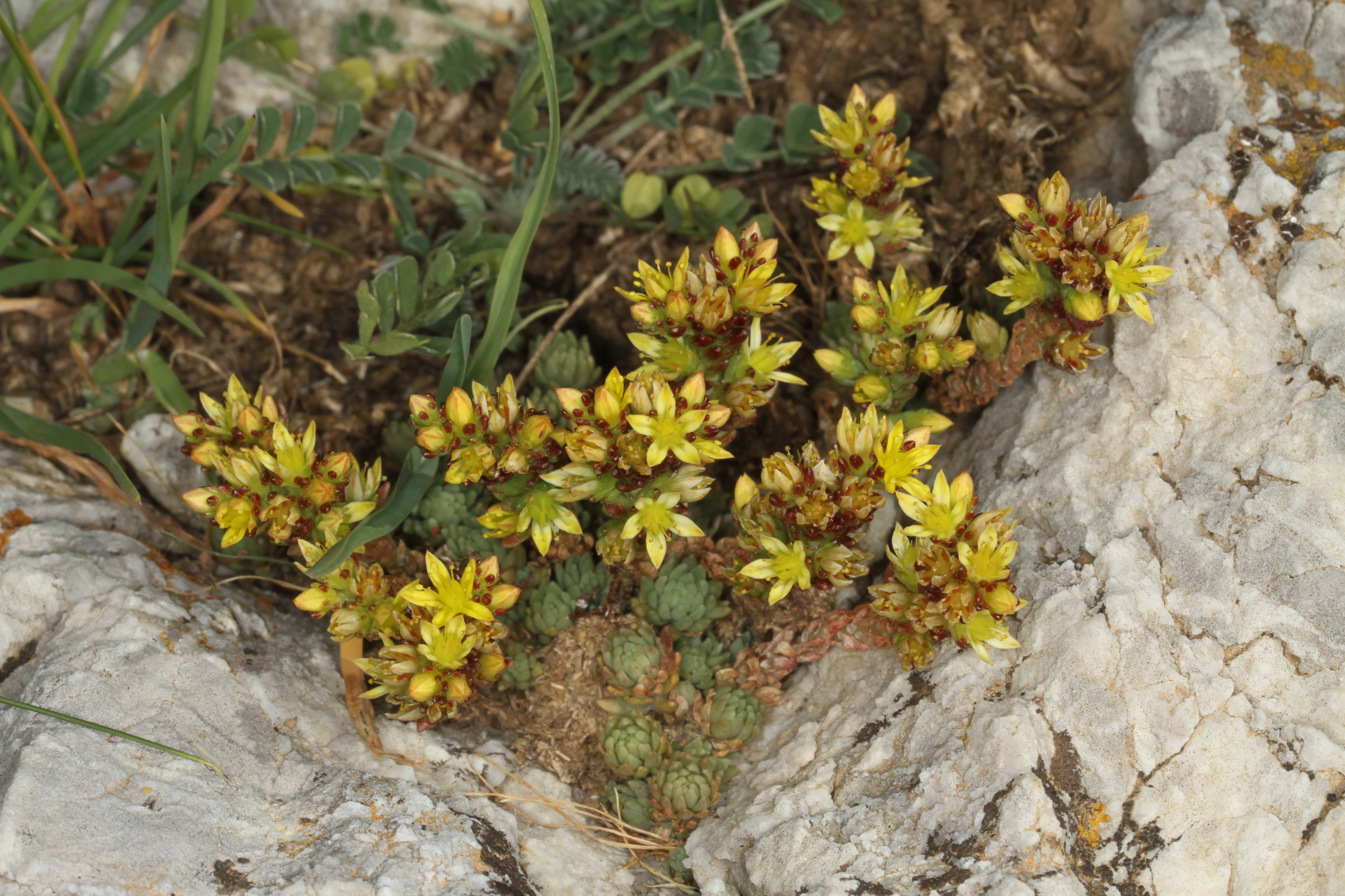 Sedum laconicum Παναγιωτης Τρίγκας