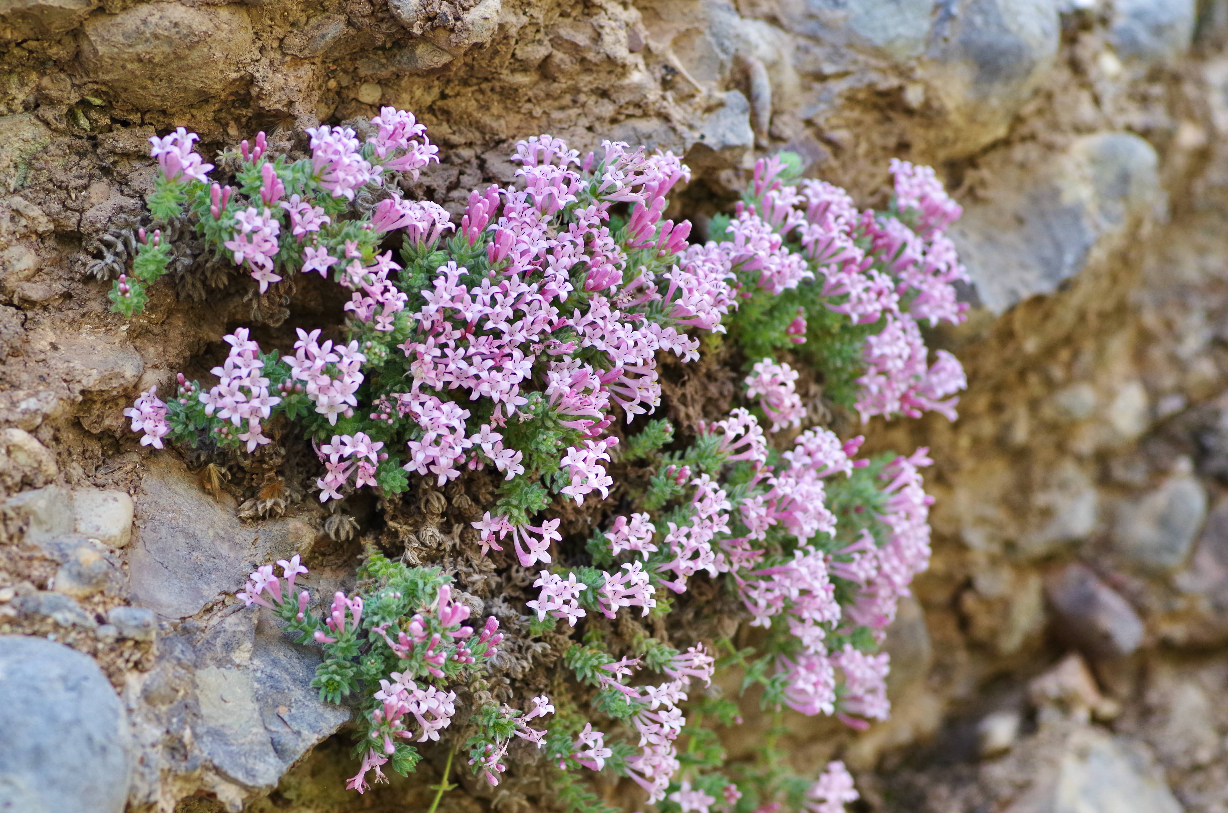 asperula arcadiensis