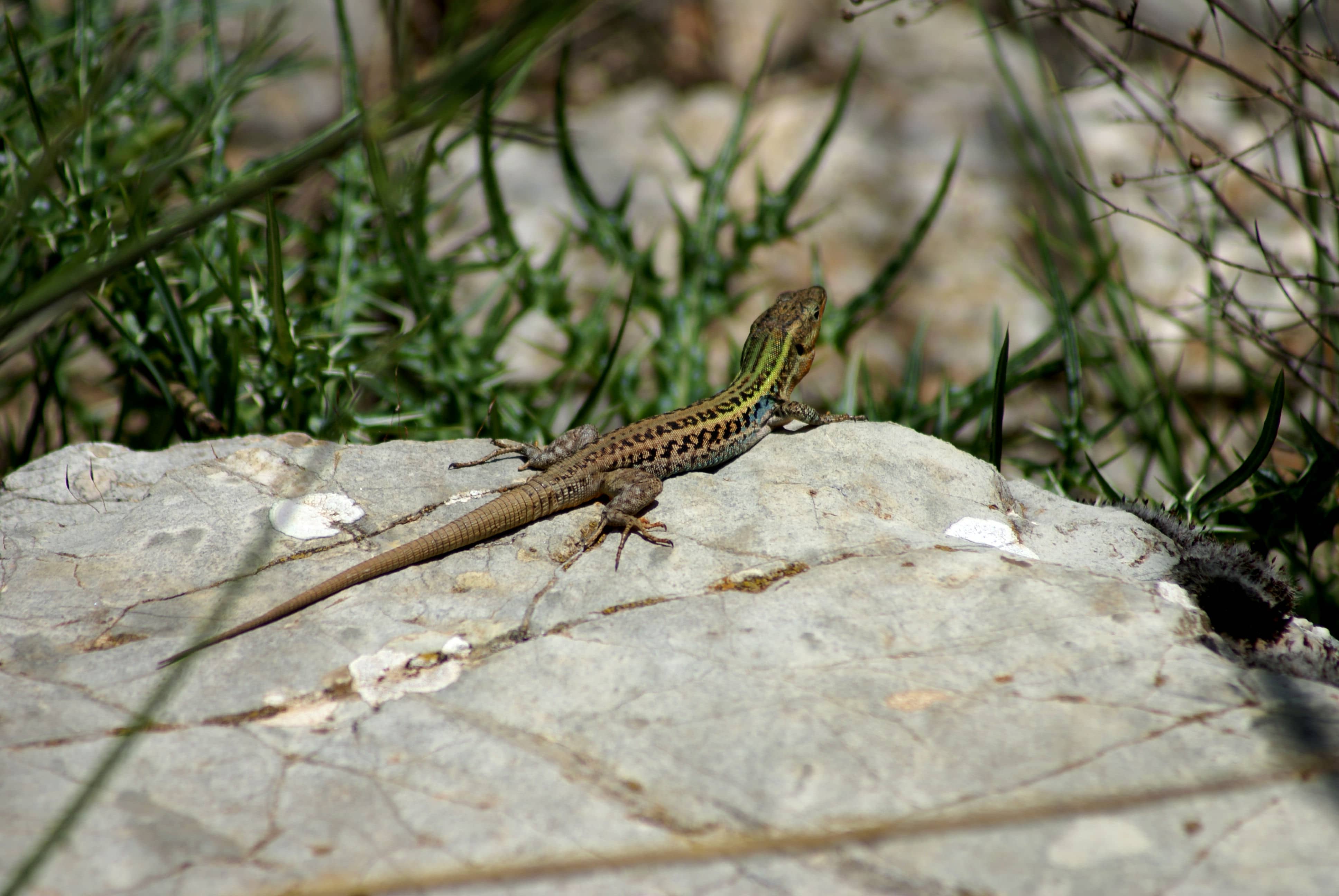 peloponnesiaca_Photo S.Sfenthourakis2